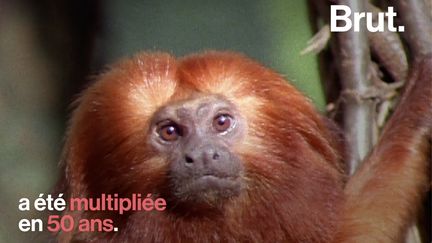 Une espèce menacée qui connaît une renaissance, ça peut aussi arriver. Voici comment le tamarin-lion doré, autrefois au bord de l'extinction, a vu sa population multipliée par 10.