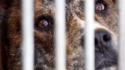 Un chien à la SPA de Gennevilliers, en octobre 2007 (JOEL SAGET / AFP)