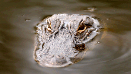 &nbsp; (Rien n'indiquait la présence d'alligators dans ce bassin du parc d'attraction © Getty Images)