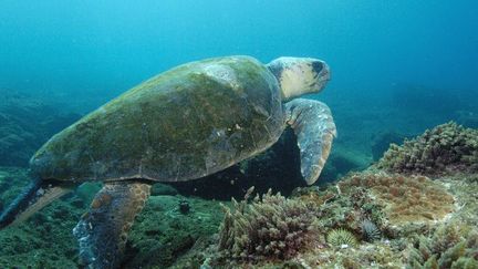 Le WWF a installé une caméra sur le dos d'une tortue pour visualiser l'état de la barrière de corail. (BIOS Photo/Pete Oxford)