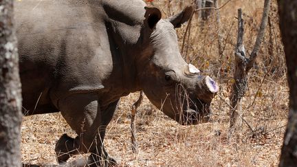 Un rhinocéros femelle à la corne coupée, dans un parc du Zimbabwe, le 25 août 2016 (PHILIMON BULAWAYO / REUTERS)