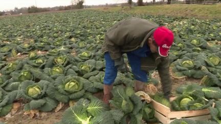 Haute-Garonne : des villes réservent des parcelles aux agriculteurs