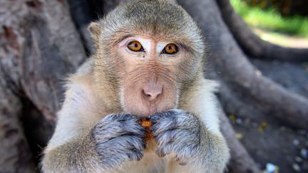 Que regarde ce macaque ? Des équipes de chercheurs entraînent des intelligences artificielles à reconstituer les images via l'analyse des ondes cérébrales (photo d'illustration). (MLADEN ANTONOV / AFP)