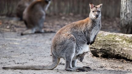 Un wallaby dans un zoo en Pologne, le 9 mars 2018. (MACIEJ KULCZYNSKI / PAP)