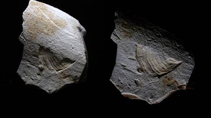 Un oiseau gravé sur un morceau de silex a été dévoilé par des archéologues de l'Institut national de recherches archéologiques préventives (Inrap), mardi 15 mars. Il a été découvert près de Bergerac (Dordogne). (BOURGUIGNON - ORTEGA / INRAP)