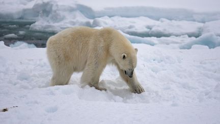 Un ours polaire, le 9 juin 2015.&nbsp; (ARTERRA / UNIVERSAL IMAGES GROUP EDITORIAL / GETTY IMAGES)