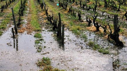 Un vignoble frapp&eacute; par la gr&ecirc;le le 17 juin 2013 &agrave; Vouvray (Indre-et-Loire). ( MAXPPP)