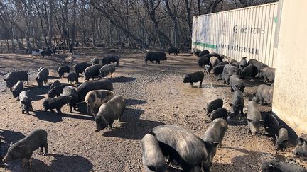 Des dizaines de cochons noirs prolifèrent à Marignane. L'enclos qui entoure le bois où ils sont censés vivre est régulièrement troué. Les animaux en profitent pour sortir et se retrouvent en toute liberté dans la rue au milieu des voitures et des piétons. (FRED CHAPUIS / FRANCE-BLEU PROVENCE / RADIO FRANCE)