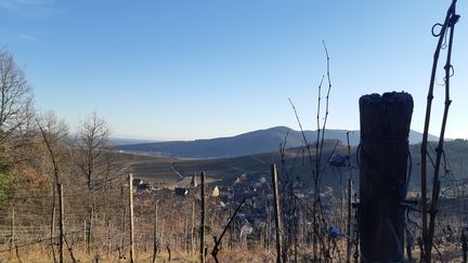 Des vignes sous le soleil d'hiver dans le vignoble haut-rhinois à Niedermorschwihr, dans le Haut-Rhin, le 18 février 2019. (BLANDINE COSTENTIN / FRANCE-BLEU ALSACE)