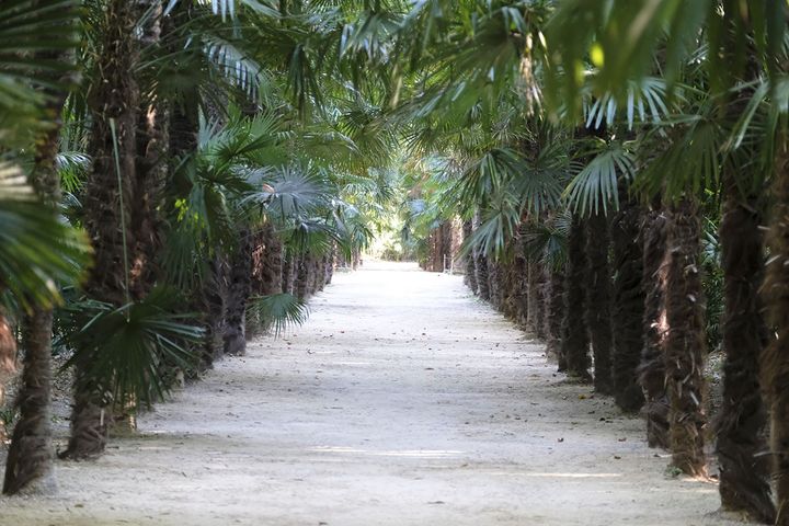 L'allée des palmiers, à la Bambouseraie.&nbsp; (ISABELLE MORAND / DIDIER HIRSCH / RADIO FRANCE / FRANCE INFO)