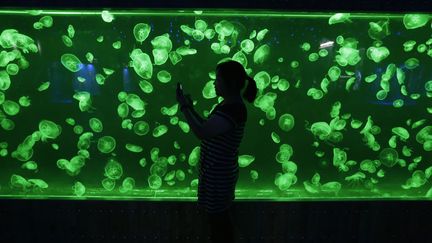 Un aquarium rempli de m&eacute;duses &agrave; Wuhan (Chine), le 28 septembre 2012. (DARLEY SHEN / REUTERS)