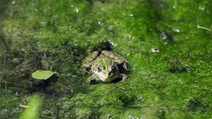 Grenouille&nbsp;sur le site de renaturation de l'Ile du Rhin&nbsp;(illustration 2019) (THIERRY GACHON / MAXPPP)