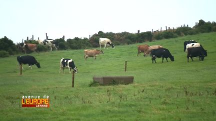 L'Irlande et ses verts pâturages (FRANCE 3)