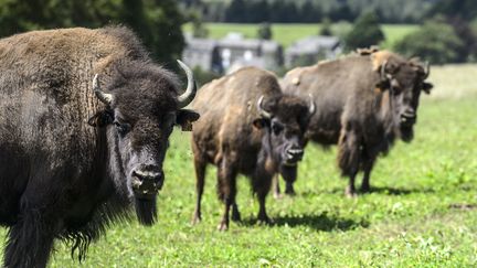 Des bisons en Belgique, en juillet 2020 (JEAN-MARC QUINET / MAXPPP)