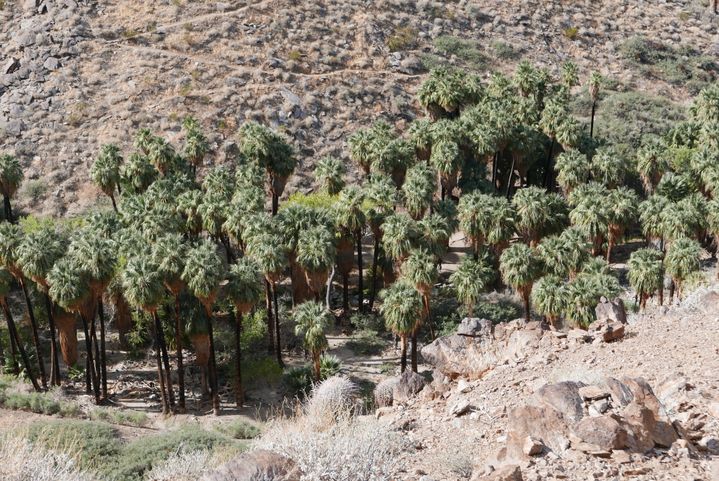 Indian Canyon, sur les hauteurs de Palm Springs.&nbsp;Des randonnées arides sur les traces des Indiens Cahuillas.&nbsp; (Photo Emmanuel Langlois)