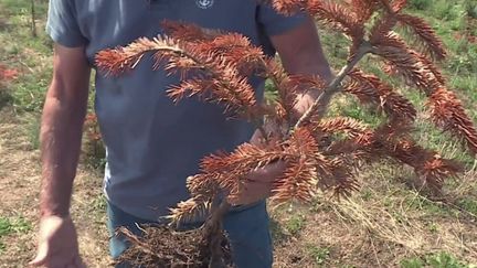 Cilmat : la sécheresse fait craindre une augmentation du prix des sapins à Noël