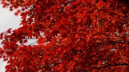 Au Japon, le paysage devient spectaculaire quand vient l'automne. Les touristes sont nombreux à venir observer cette nature qui change de couleur. (FRANCEINFO)