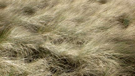 &nbsp; (Herbes folles - photo prétexte © Fotolia)