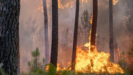 La forêt&nbsp;de Guillos (Gironde) en flammes, le 13 juillet 2022.
 (PIERRE LARRIEU / HANS LUCAS / AFP)