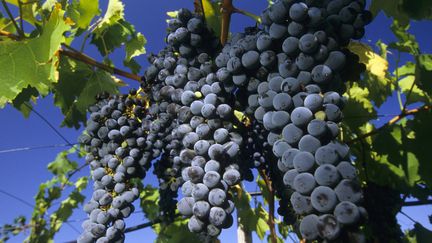 Grappes de raisin en Sicile.
 (Thierry Grun / AFP)