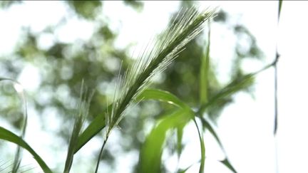 Avec le beau temps, les allergies printanières sont de retour. Quasiment toute la France est concernée par une alerte pollen mardi 4 juin. (franceinfo)