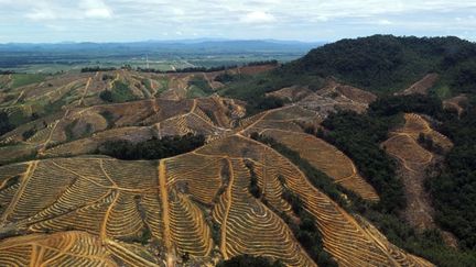 Utilisée dans l'alimentation, les cosmétiques et les biocarburants, l'huile de palme est l'un des principaux moteurs du développement de l'Indonésie, premier producteur mondial.
	  (AFP PHOTO / ROMEO GACAD)