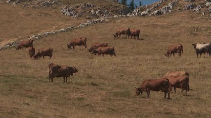 Agriculture : la sécheresse fait souffrir les éleveurs (France 3)