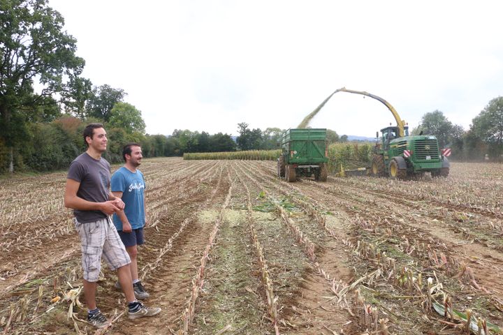 Florent Leportier et Côme Delaunay, devant un chantier d'ensilage dans un champ de maïs, à Faverolles (Orne), le 27 septembre 2017.&nbsp; (VALENTINE PASQUESOONE / FRANCEINFO)