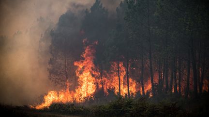 Un incendie à Saumos, près de Bordeaux (Gironde), le 13 septembre 2022. (PHILIPPE LOPEZ / AFP)