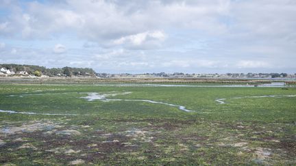 Des algues vertes devant l'île de Berder (Morbihan) à marée basse en mars 2021. (VALENTINO BELLONI / HANS LUCAS / AFP)