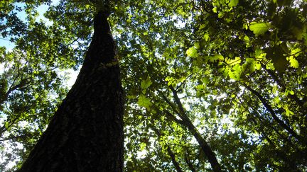 Forêt de chênes en Moselle (illustration), le 14 août 2018.&nbsp; (THIERRY COLIN / FRANCE-BLEU SUD LORRAINE)