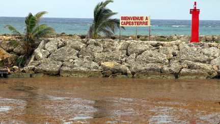 Le retour des sargasses en Guadeloupe et Martinique. (MOREL GILLES / SIPA)