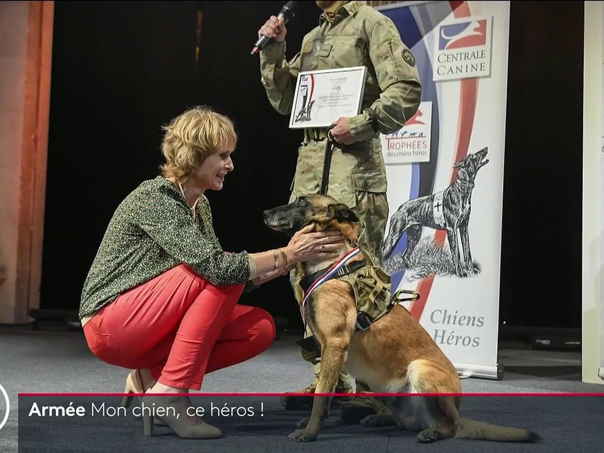 rencontre entre maitre de chien