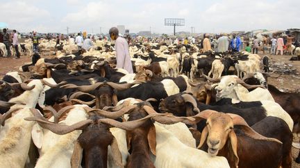 Un troupeau dans l'état d'Ogun, au Nigeria, le 29 juillet 2020 (photo d'illustration). (OLUKAYODE JAIYEOLA / NURPHOTO / AFP)