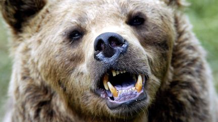 Une ourse du parc animalier des Angles. (GEORGES GOBET / AFP)