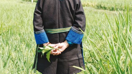 Teinturière avec un « brin d’indigo » dans la main, Guizhou, en Chine
 (Catherine Legrand )