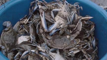 Une alerte au crabe bleue a été lancée dans plusieurs lagunes de la Méditerranée. Originaire d’Amérique du Nord, le crustacé n’est pas le bienvenu. En Corse, les pêcheurs souhaitent rapidement trouver une solution. (France 2)