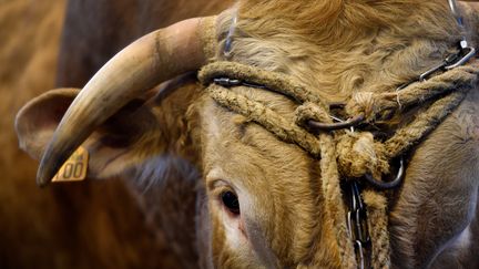 Une&nbsp;"Blonde d'Aquitaine"&nbsp; présentée à Paris, lors du 55e Salon de l'Agriculture en 2018. (GERARD JULIEN / AFP)