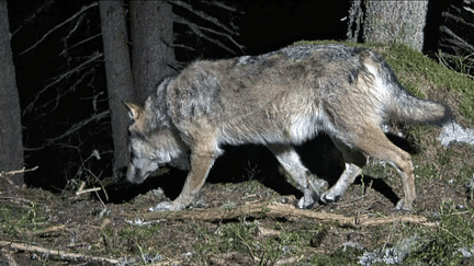 Un loup dans le massif de Belledonne, en Isère. 
 (Sébastien De Danieli )