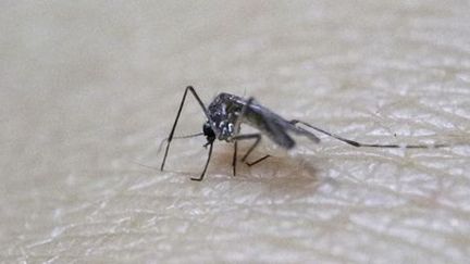 Un moustique Aedes aegypti, vecteur du virus Zika, posé sur l'avant-bras d'un technicien du ministère de la Santé au Guatémala, le 28 janvier 2016. (REUTERS - Josue Decavele)