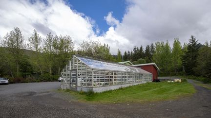 Une serre près de&nbsp;Reykjavik en Islande.&nbsp; (HALLDOR KOLBEINS / AFP)