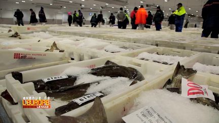 Avenue de l'Europe. A la criée de Peterhead (Ecosse), le premier marché de pêche fraîche d'Europe, les mareyeurs sont bien embêtés par le Brexit (FRANCE 3 / FRANCETV INFO)