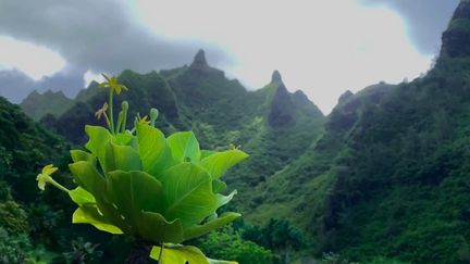 Waimea, le grand canyon du Pacifique qui se trouve sur l'île de&nbsp;Kauai, fait partie de l'archipel d'Hawaï.&nbsp;Cette île, qui accueille une variété infinie de plantes et de fleurs tropicales est surnommée "l'île jardin".&nbsp; (FRANCE 2)