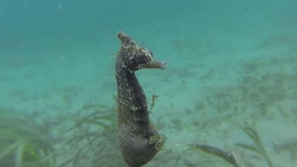 Capture d'écran d'une vidéo non datée montrant la naissance d'hippocampes sauvages au large de la Nouvelle Galles du Sud (Australie). (MEAGAN ABELE / YOUTUBE)