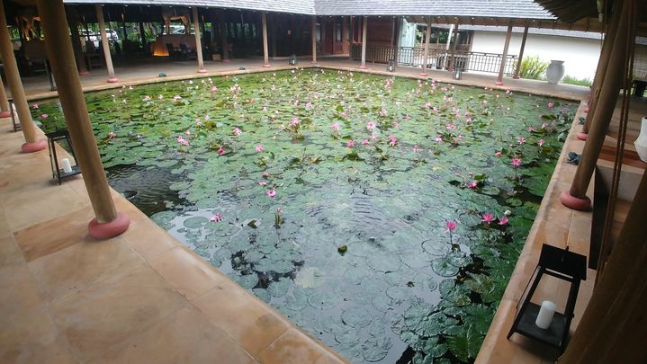 Un bassin de nénuphars fleuris habité par toute une population de grenouilles accueille le visiteur dès l'entrée de l'hôtel et donne déjà la coloration&nbsp;écologique du séjour.&nbsp; (EMMANUEL LANGLOIS / FRANCEINFO)