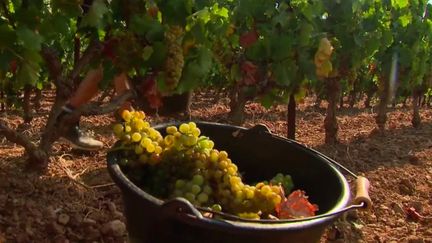 Réchauffement climatique : des vendanges de plus en plus précoces (FRANCE 2)