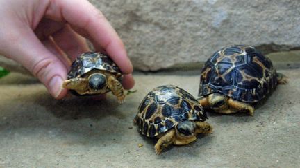 Une employée du zoo d'Amnéville (Moselle) présente, le 14 février 2002, des tortues rayonnées de Madagascar. (MURIEL BORTOLUZZI / AFP)