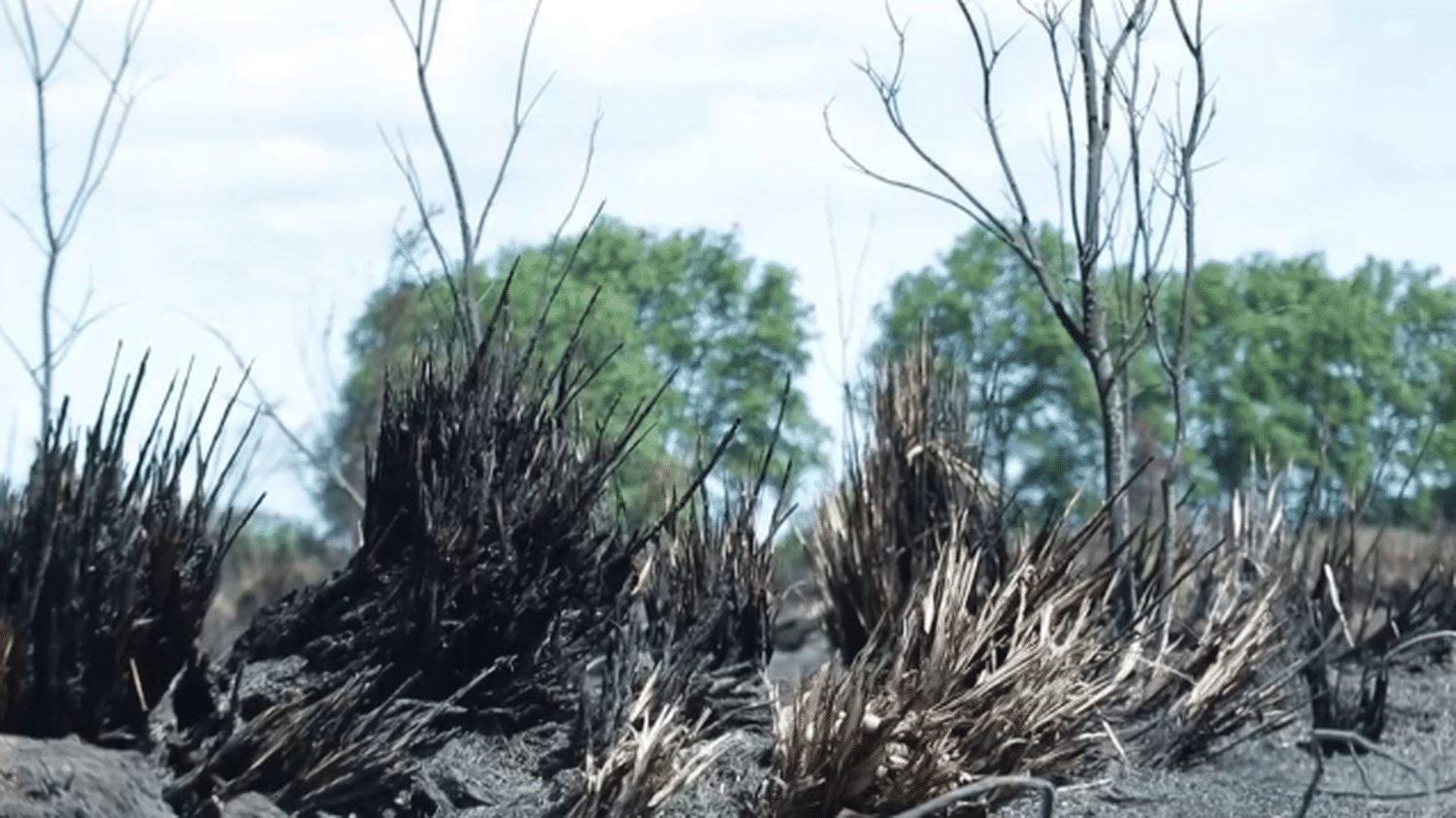 Incendies : Les Pyrénées-Orientales Redoutent Un été Très Sec