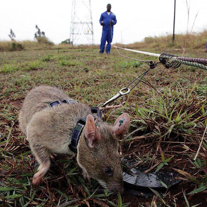 Un rat démineur détecte des explosifs dans un champs de mines de Chimoio au Mozambique, le 24 juin 2005. (Photo AFP/Alexander Joe)