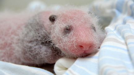 Un panda est n&eacute; au zoo de Ta&iuml;pei, juillet 2013. Le public devra attendre trois mois avant de le d&eacute;couvrir. (TAIPEI CITY ZOO / AFP)